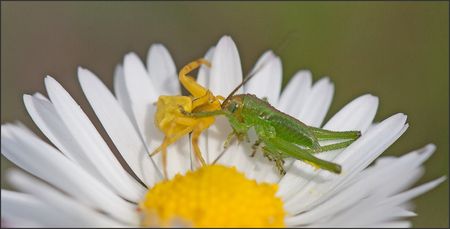 Torfou_araignee_sautereau_predation_040411