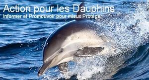 LeBlogsurlesDauphins