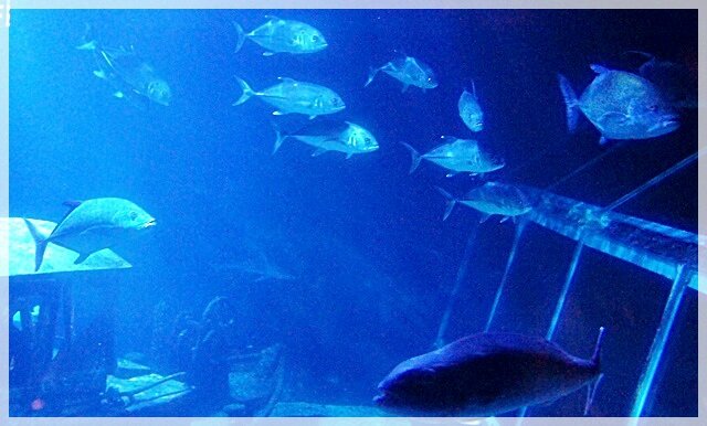 AQUARIUM POISSONS ALIGNES