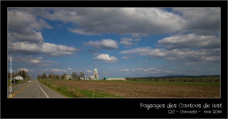 IMG_2591-naturelimages.com