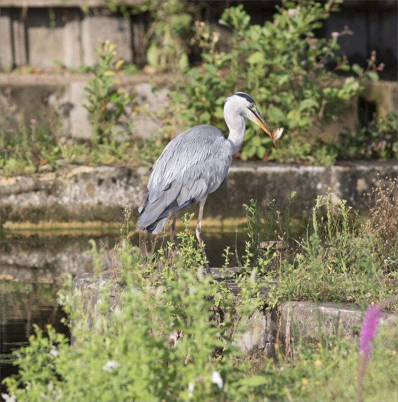 Oiseau héron pêche matin 120819 ym 9