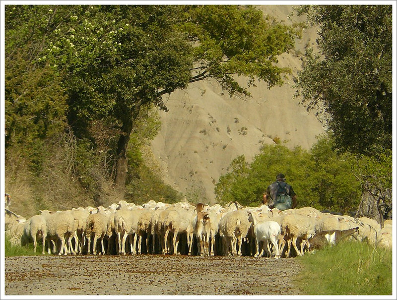 moutons et berger Aragon