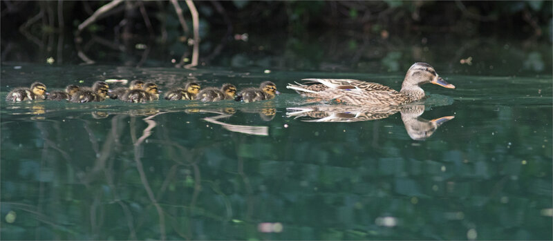 Cane et canetons 120420 1