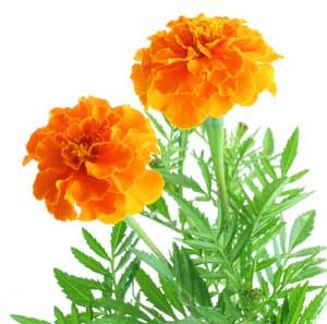 calendula_leopold