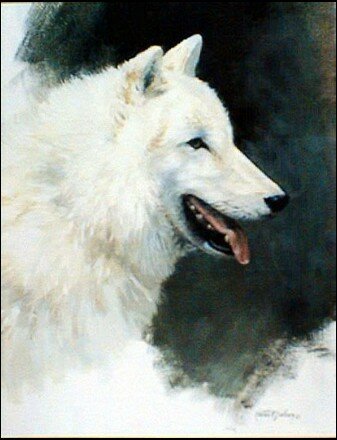 White_Wolf_Study