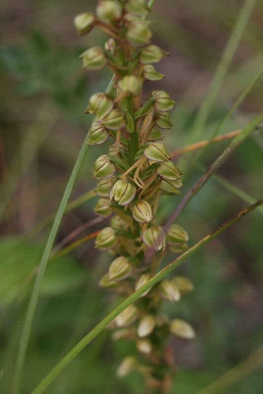 orchis homme pendu 5