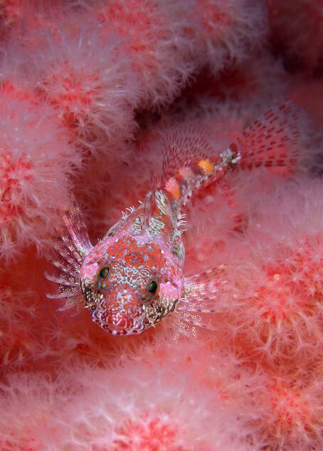 poissons_18