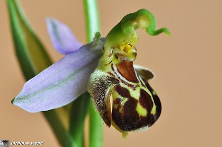 Orchidée abeille • Ophrys apifera