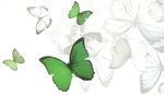 papillons_verts