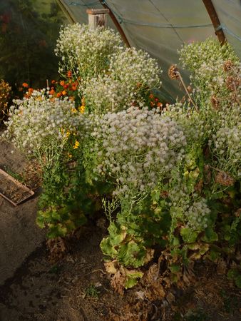 2009_09_10_La_salade_en_fleurs_sous_serre