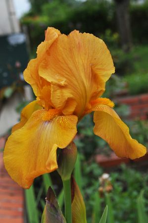 Iris-Radian-Summer