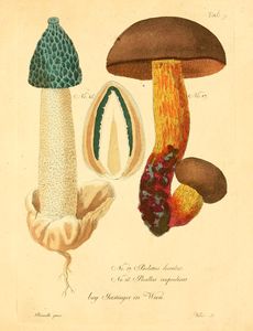 Trattinnick6