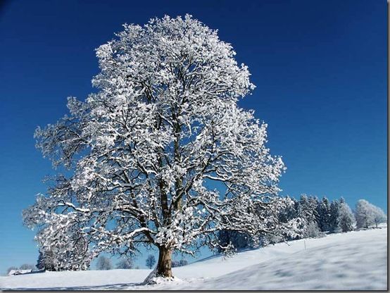 winter-tree-snow-covered