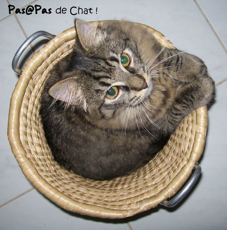 chatpanier-paapasdechat