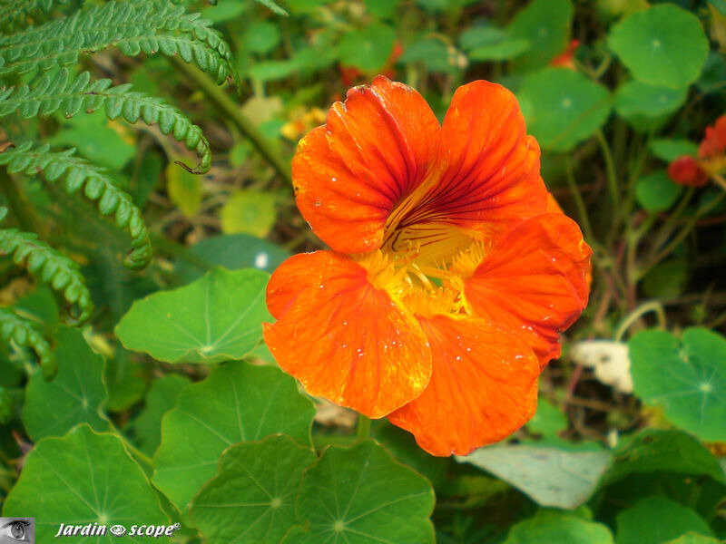 9031_Capucine