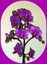 15 10 01 Orchidee Mamielol
