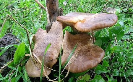 Pleurote_du_panicaut6