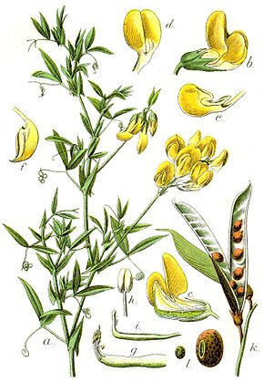 Gesses des prés