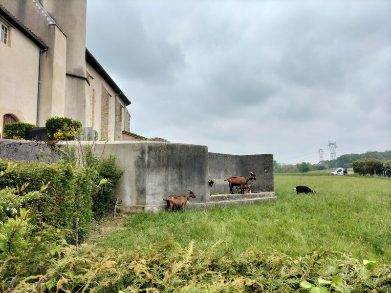 Saint-Laurent-de-Gosse, église, chèvres (40)