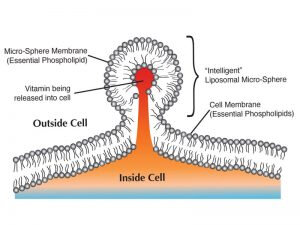 liposome-image-04-300x225