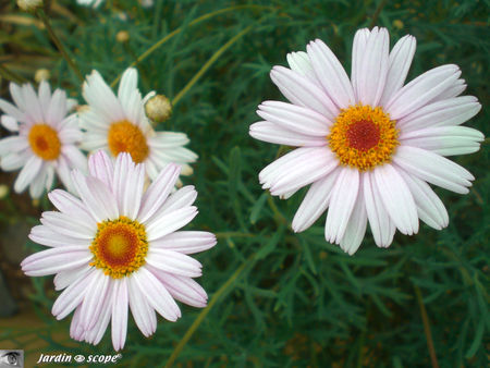 8905_Asteraceae