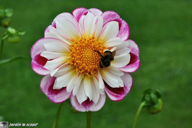 Dahlia-Bumble-rumble - photo archives JardinOscope