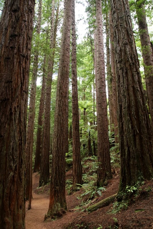 4W7A7959 Rotorua - Redwoods forest