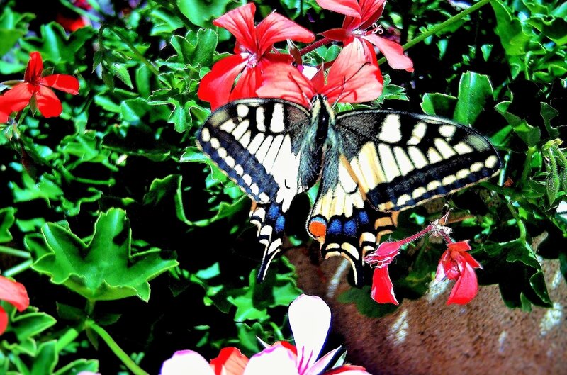 PMACHAON1 (2)