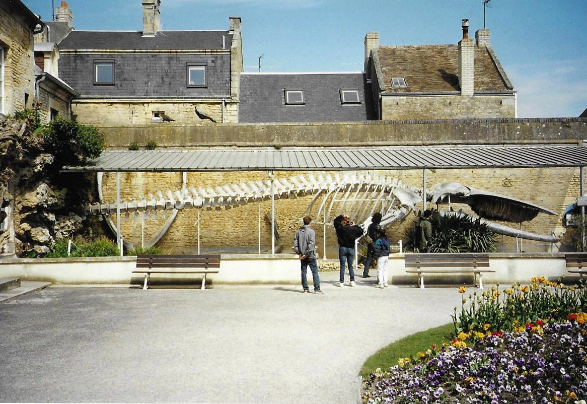Luc-sur-Mer, squelette de la baleine (14)