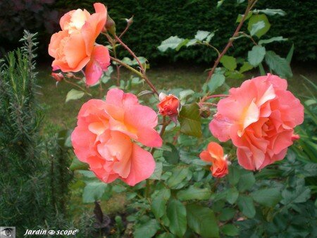 Westerland