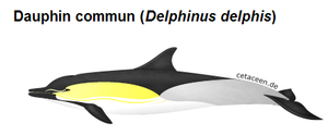 dauphin_delphinus