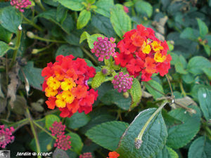 8889_lantana