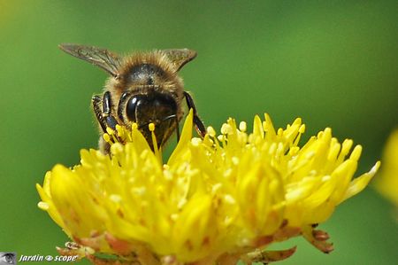 Sedum-reflexum-et-abeille