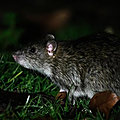 La «maladie du <b>rat</b>» inquiète les autorités en vue des JO de Paris 2024
