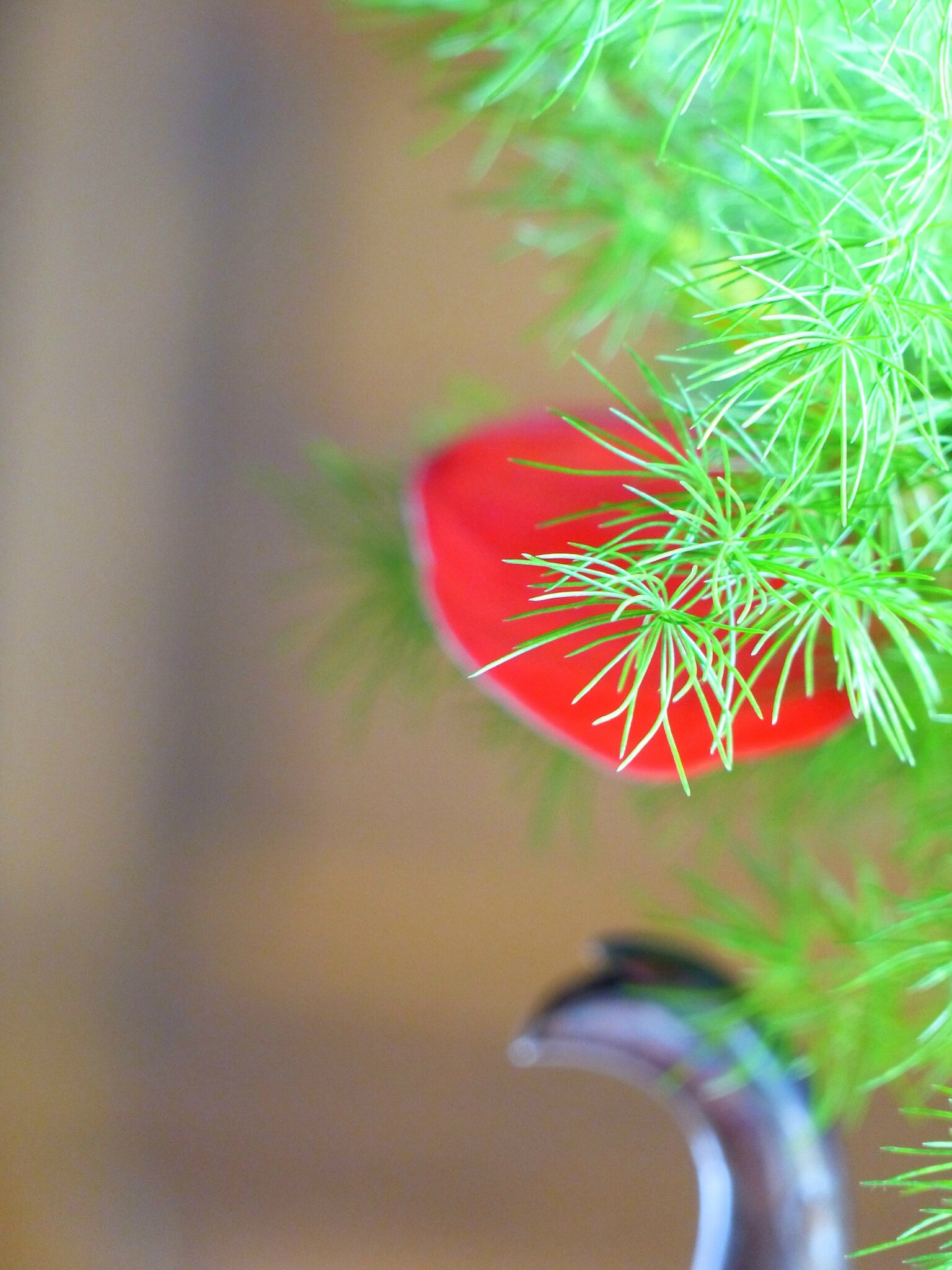 les fleurs chez moi (55)