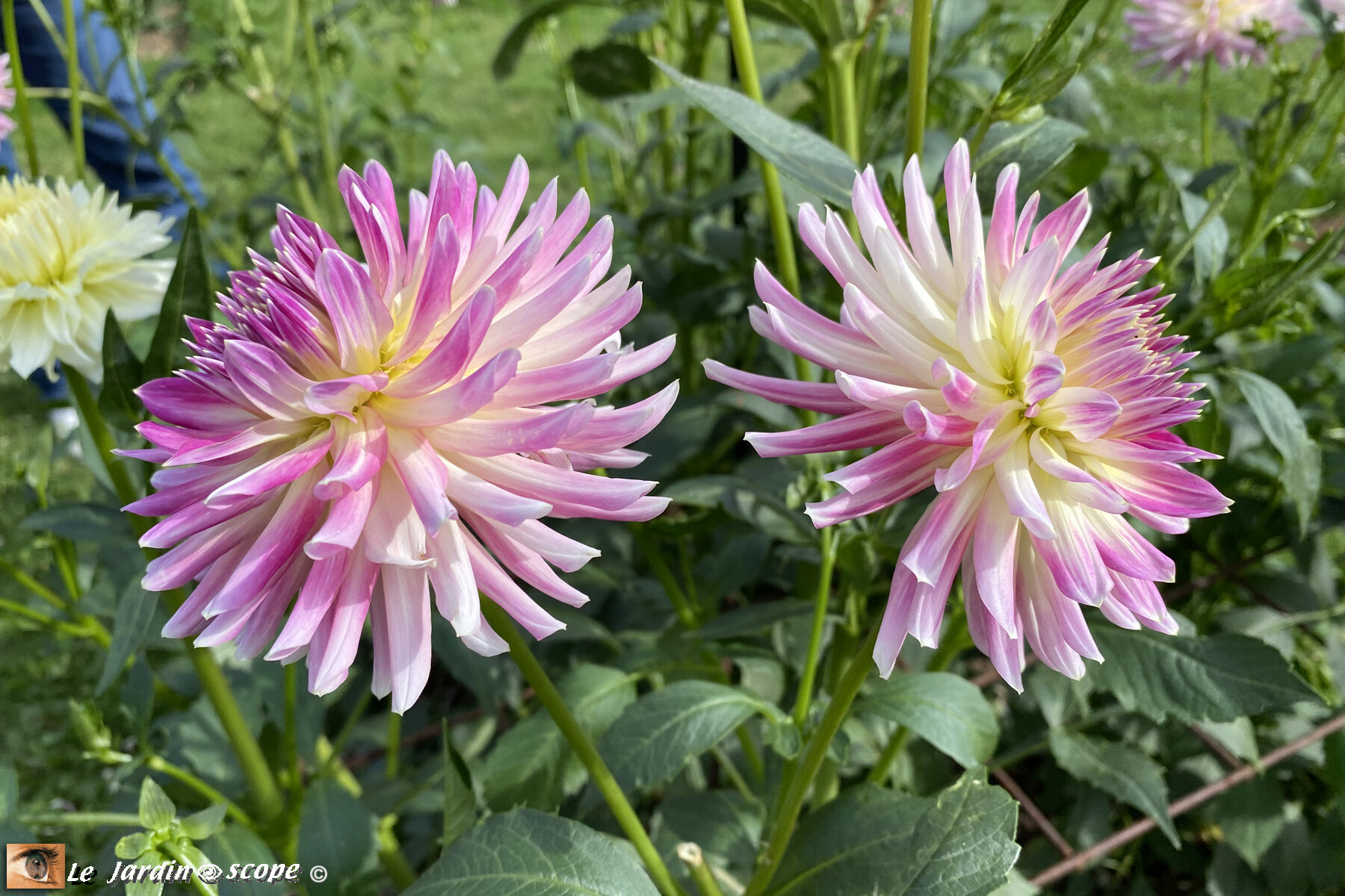 Dahlia-Vanille-Fraise