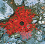 andy_goldsworthy_maple_leaves_arrangement