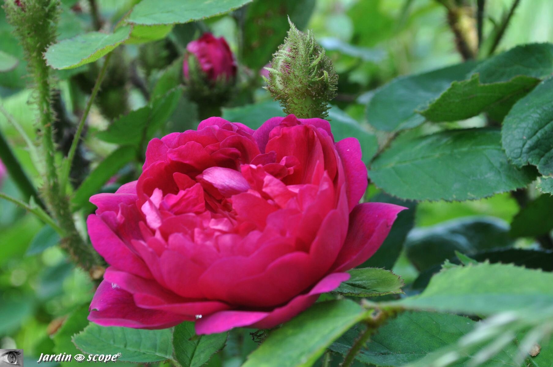 Rosier Eugénie Guinoiseau