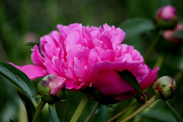 pivoine-a