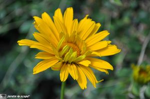 Heliopsis-helianthoides