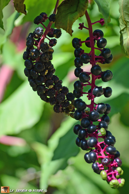 Phytolacca-decandra-3