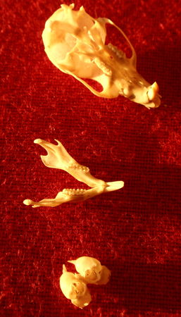 carcasses_le_21_janvier_2009_025_1