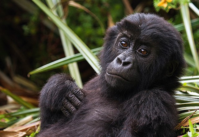 Eastern_Lowland_Gorilla_Infant_in_Kahuzi_Biega_National_Park