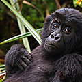 R. D. CONGO - Espoir pour les Gorilles de l'Est