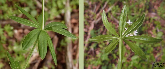 verticilles de 6-8 feuilles oblongues lancéolées mucronées scabres sur les bords