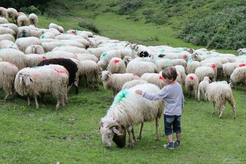 Transhumance enfant_A99A4350