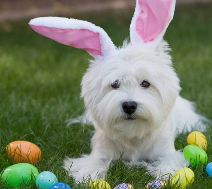 westie de paques