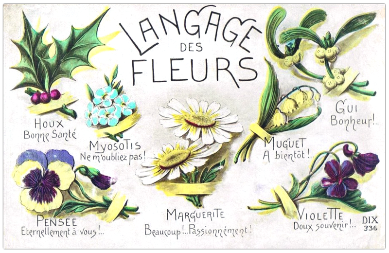 langage-des-fleurs-planche-06