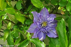 Clematis-Multiblue