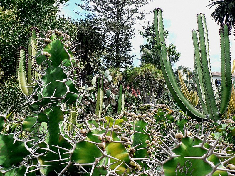 cactus (cherchez l'erreur)